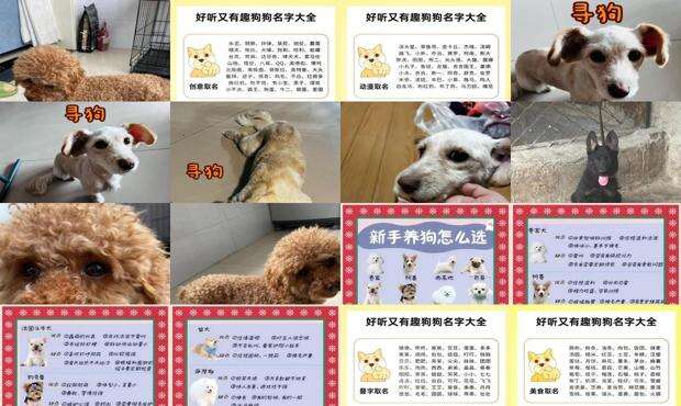 母狗狗的名字有福气 - 母狗狗的名字