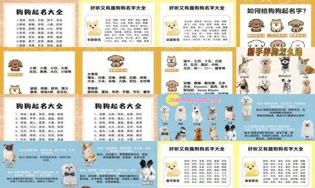 狗狗名字大全 洋气点的 - 狗狗名字