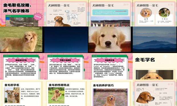 金毛狗名字大全 洋气的 - 金毛狗名字