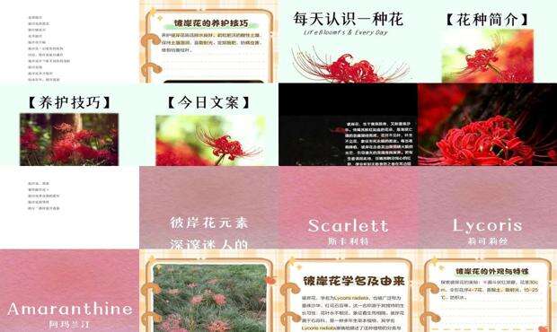 关于彼岸花的网名不带彼岸花 - 关于彼岸花的网名