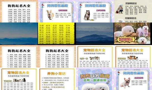 小狗名字好听又可爱 - 小狗名字