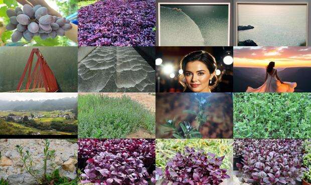 紫罗兰花图片 - 紫田