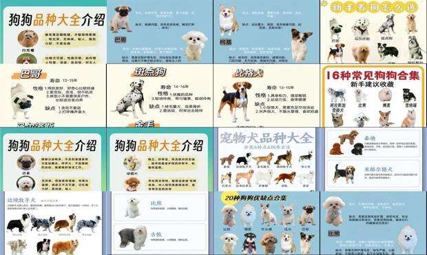 宠物狗狗名字大全泰迪 - 宠物狗狗名字大全