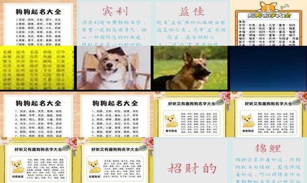好听的狗狗名字母狗 - 好听的狗狗名字