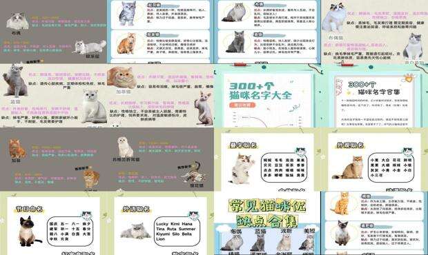 猫名字吉利好运财旺可爱 - 猫名