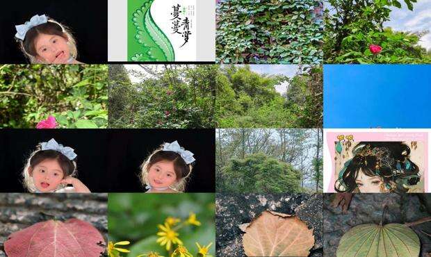 蔓蔓日茂 - 蔓蔓