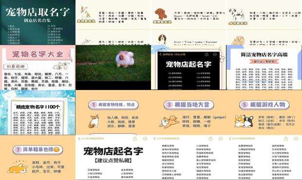 宠物名字个性洋气 - 个性宠物名字