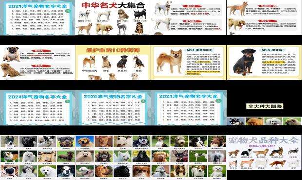 拆家的狗叫什么名字 - 狗叫什么名字