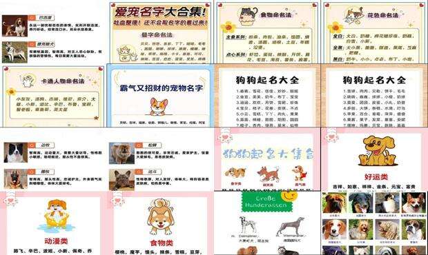 狗名字大全洋气的招财 - 狗名