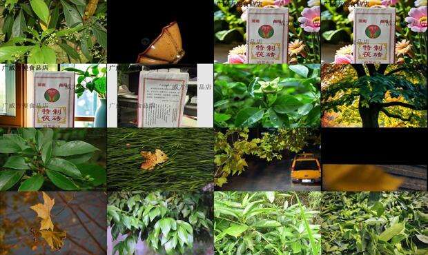 湘叶色标准图片 - 湘叶