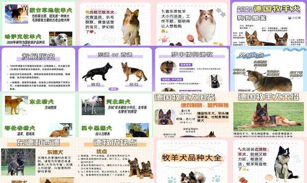 牧羊犬名字大全 - 牧羊犬名字