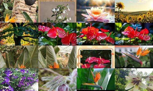 鹤花静静的开放改为比喻句 - 鹤花