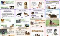 牧羊犬名字大全 - 牧羊犬名字
