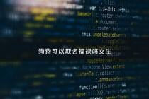 狗狗可以取名福禄吗女生 - 狗狗带来福气的名字